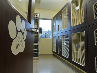 animal-hospital-waynesboro-cat-wards Cat and Dog Boarding in Waynesboro, VA