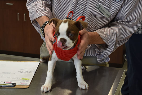 dr-and-small-dog-Animal-Hospital-of-Waynesboro-small Dog on an exam table: Spay and Neuter in Waynesboro