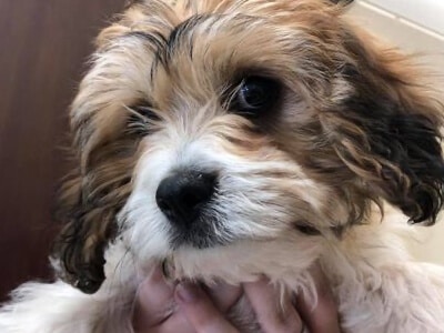 cute-pup cute-pup